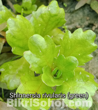 Aquatic plants